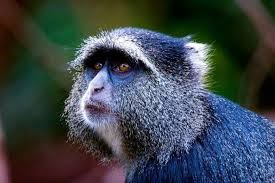 Idjwi : COSAWOH sensibilise la population insulaire d’Idjwi sur la restauration de la réserve forestière de NYAMUSISI.