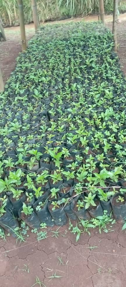 WALUNGU : COSAWOH célèbre la Journée internationale de l’arbre